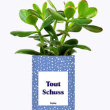 Tout Schuss - Cactus