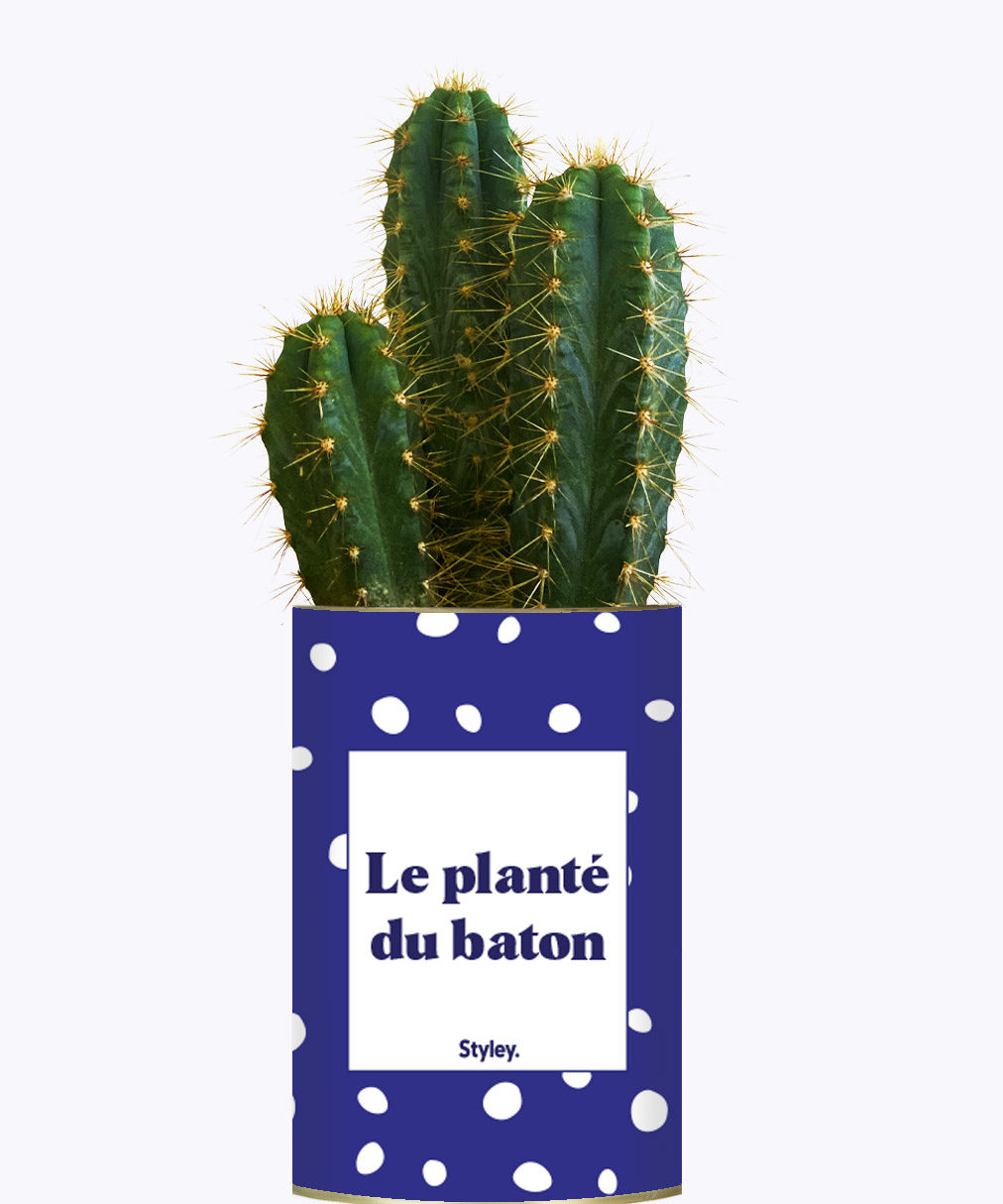 Le planté du baton - Cactus