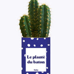 Le planté du baton - Cactus