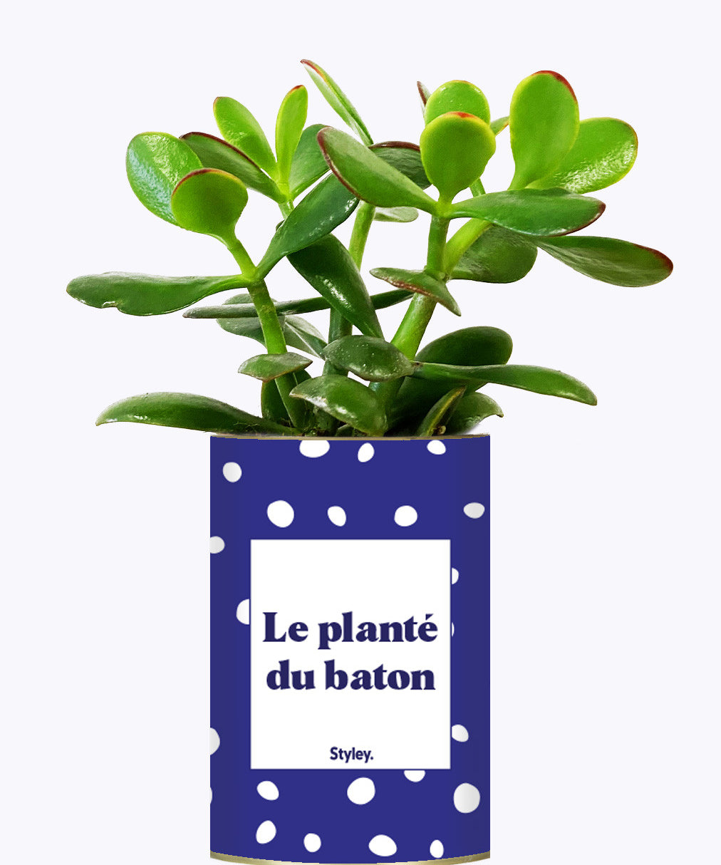 Le planté du baton - Cactus