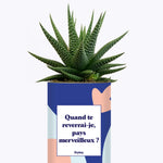 Quand te reverrais-je pays merveilleux ? - Cactus