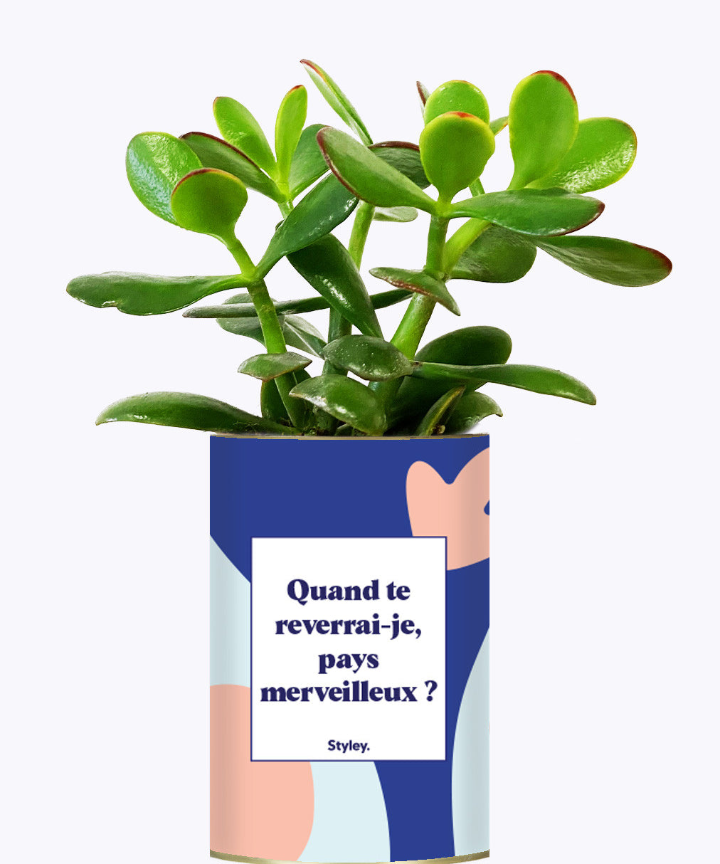 Quand te reverrais-je pays merveilleux ? - Cactus