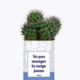 Ne pas manger la neige jaune - Cactus