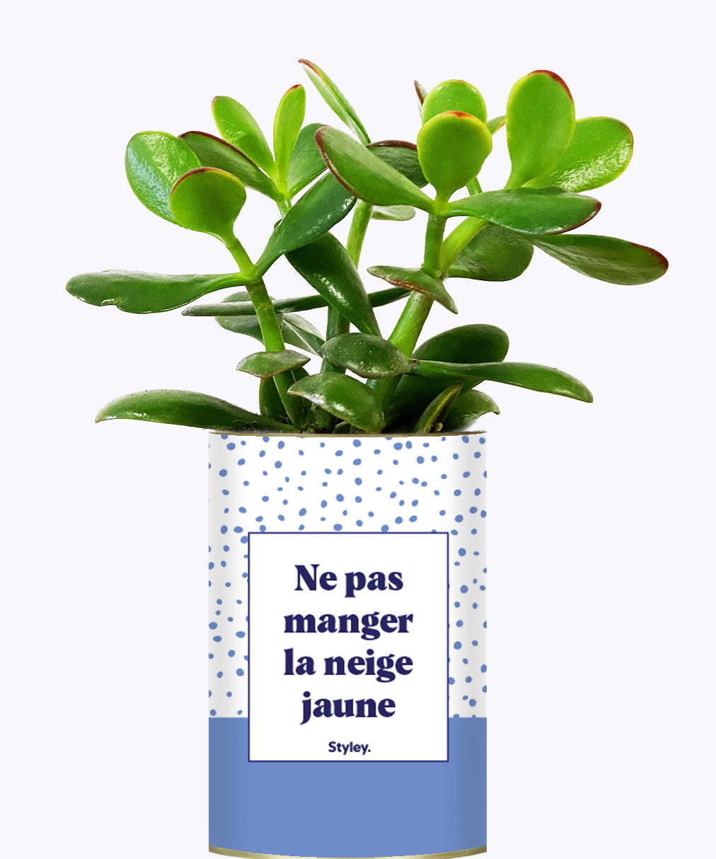 Ne pas manger la neige jaune - Cactus