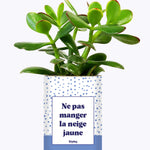 Ne pas manger la neige jaune - Cactus