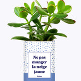 Ne pas manger la neige jaune - Cactus