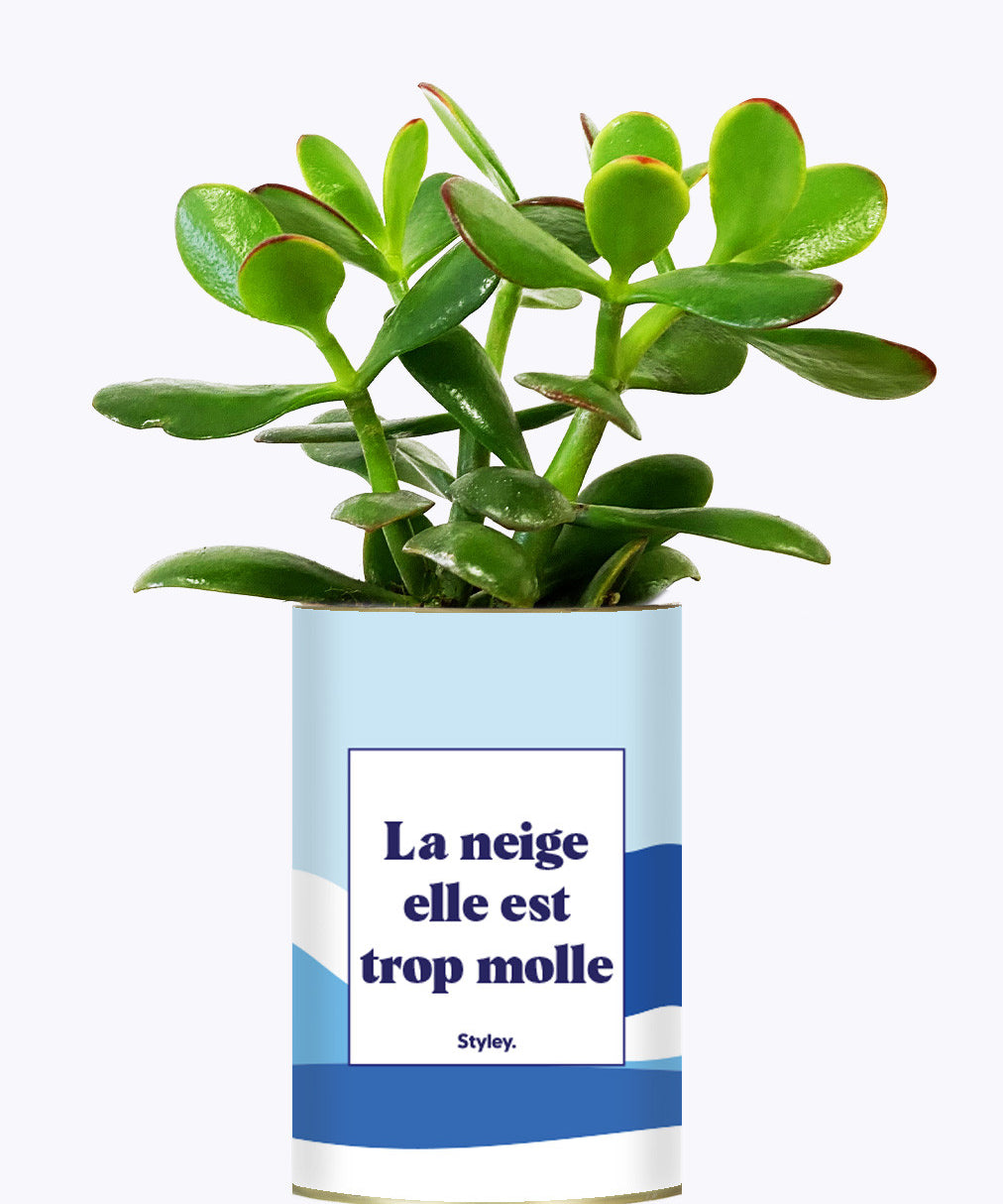 La neige est trop molle - Cactus