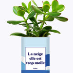 La neige est trop molle - Cactus