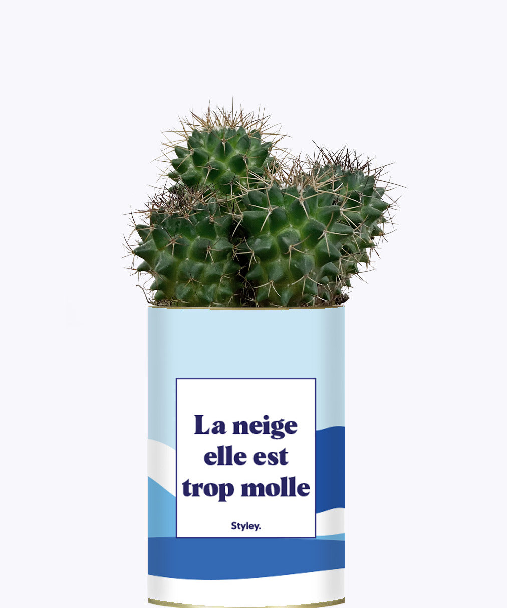 La neige est trop molle - Cactus