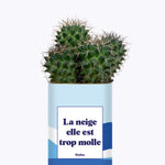 La neige est trop molle - Cactus