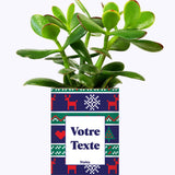 Plante de Noël Personnalisable - Cactus