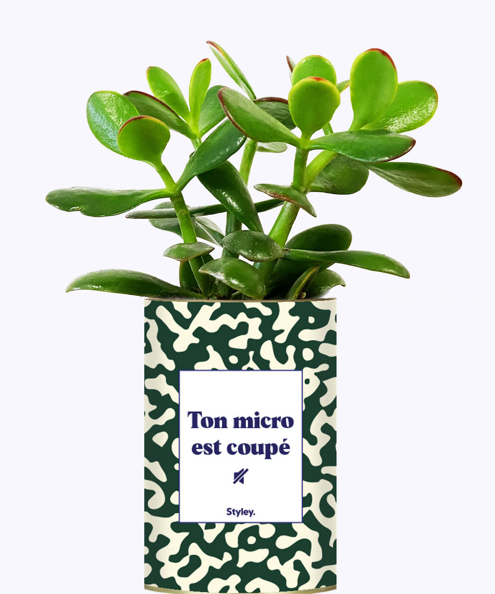 Ton micro est coupé - Cactus