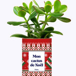 Mon cactus de Noël - Cactus