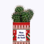 Mon cactus de Noël - Cactus
