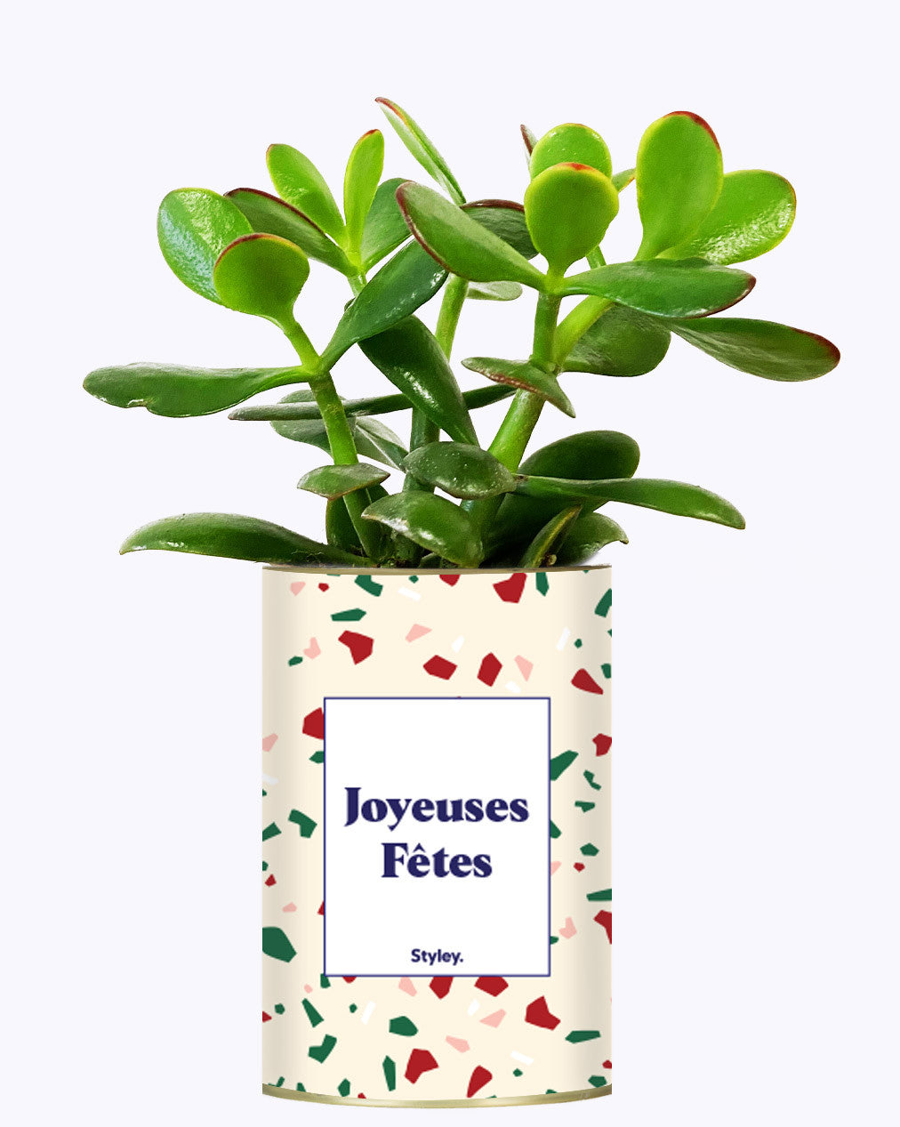 Joyeuses Fêtes - Cactus