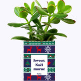 Joyeux Noël Morue - Cactus