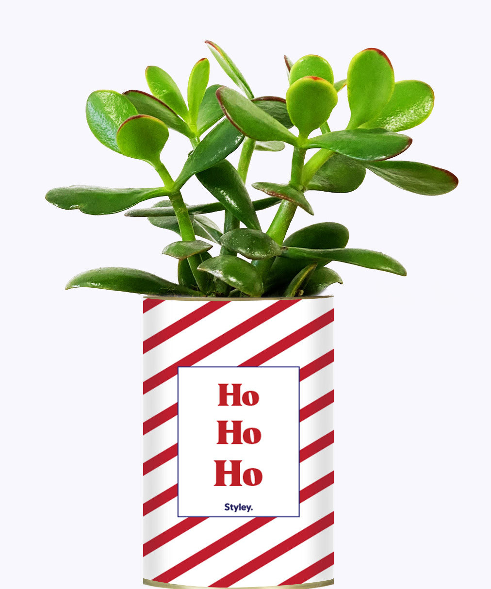HO HO HO - Cactus