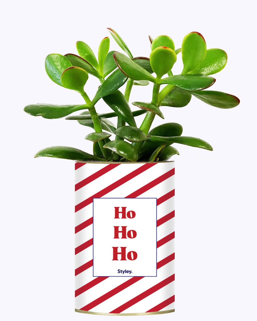 HO HO HO - Cactus