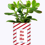 HO HO HO - Cactus