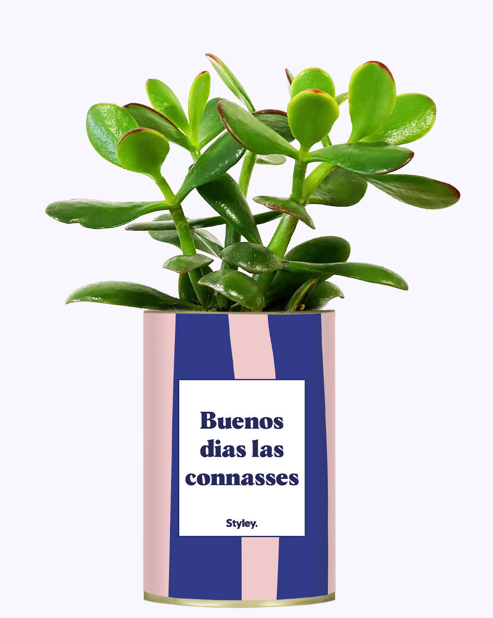 Buenos dias las connasses - Cactus
