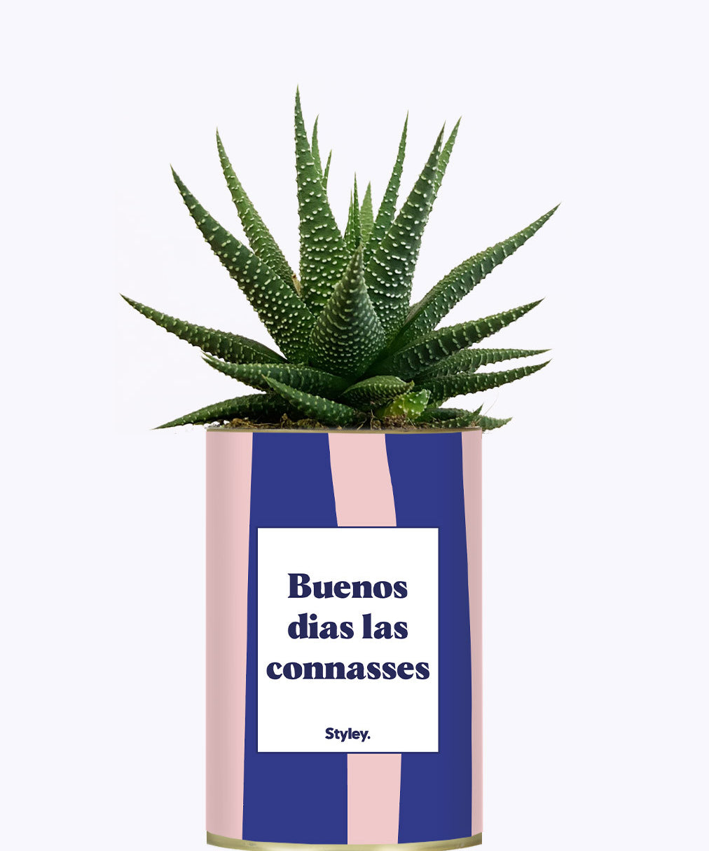 Buenos dias las connasses - Cactus