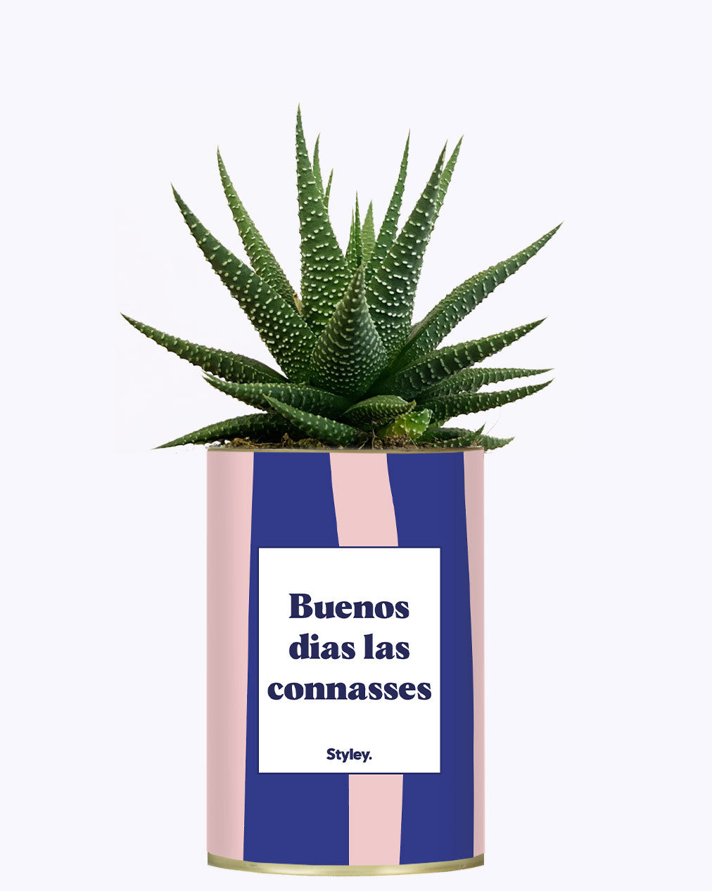 Buenos dias las connasses - Cactus
