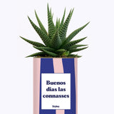 Buenos dias las connasses - Cactus