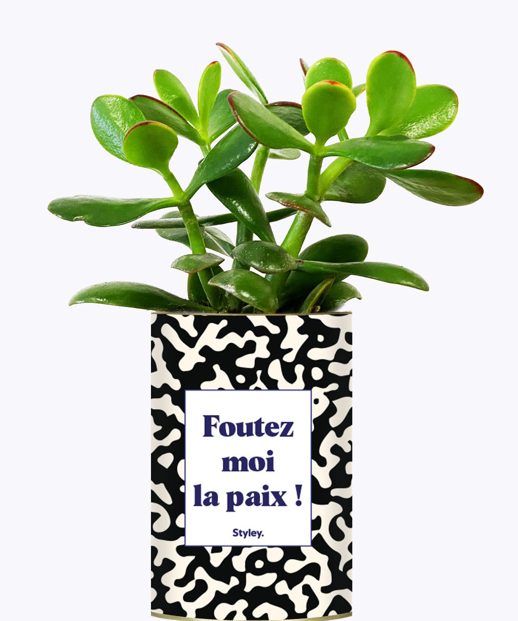 Foutez moi la paix  - Cactus