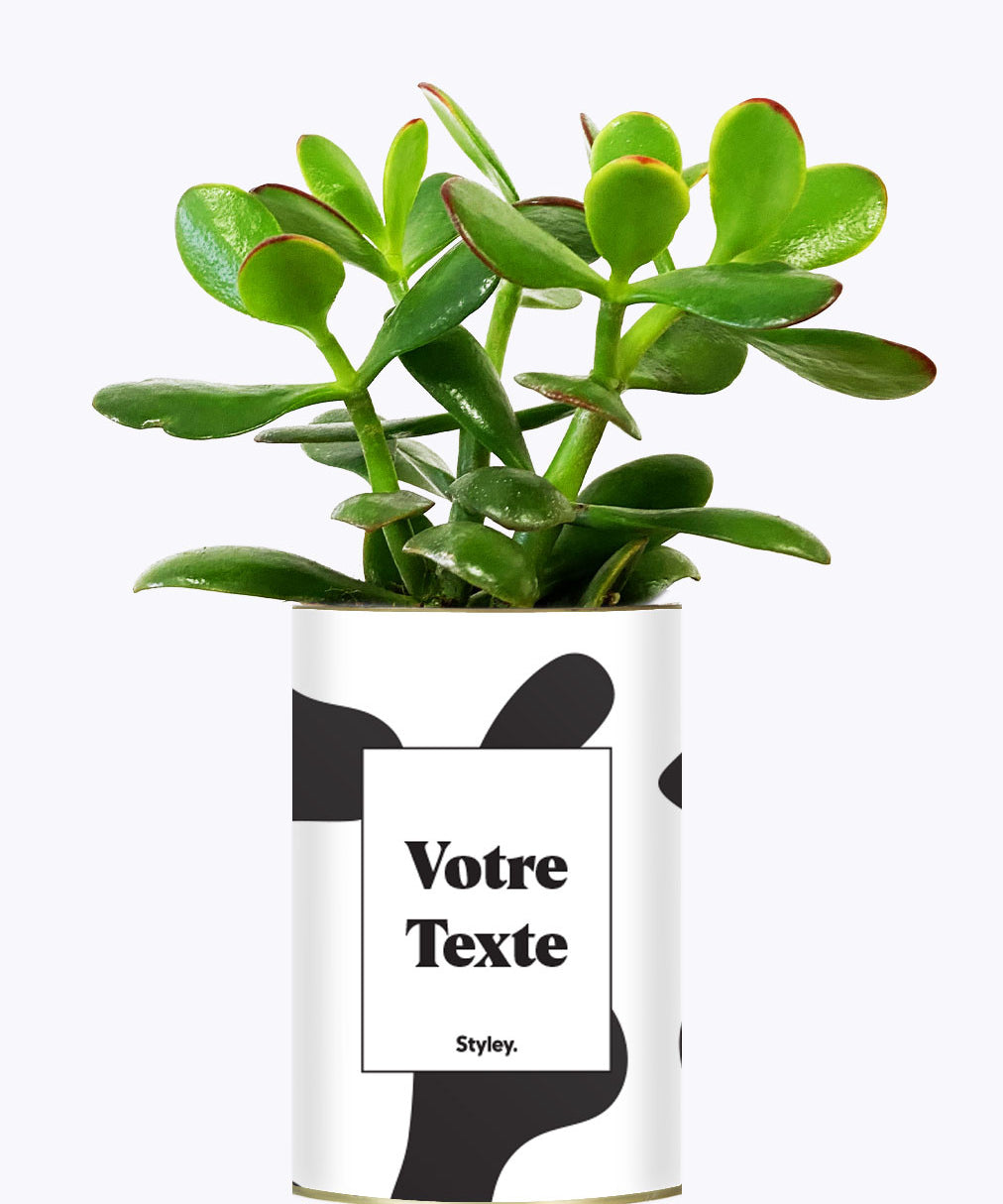 Cactus vache - Personnalisable