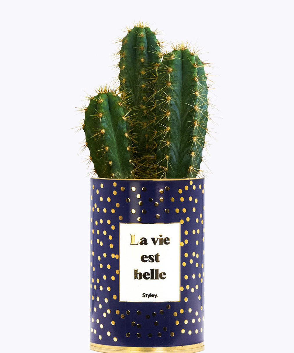 La vie est belle - Cactus - Finitions Gold