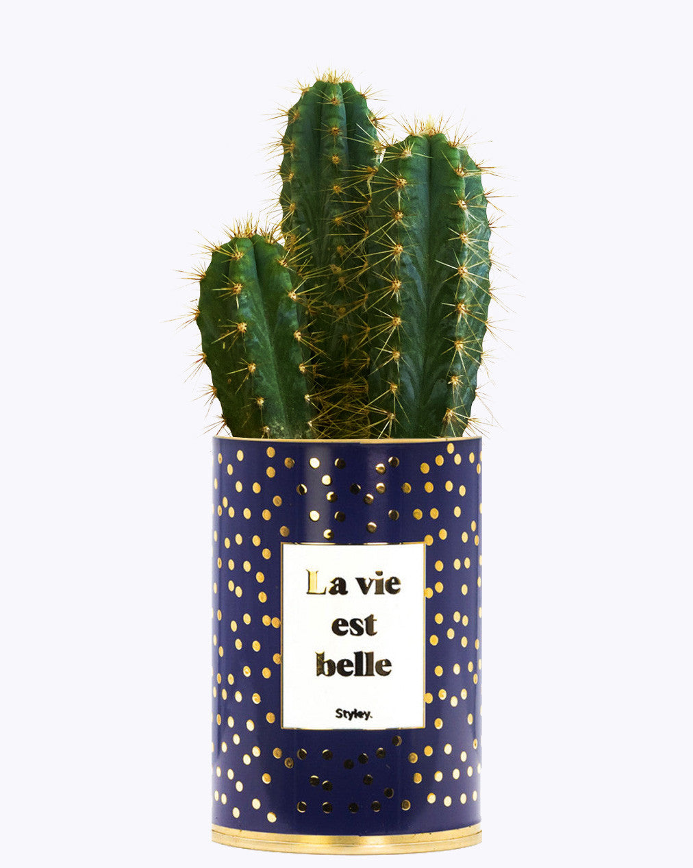 La vie est belle - Cactus - Finitions Gold