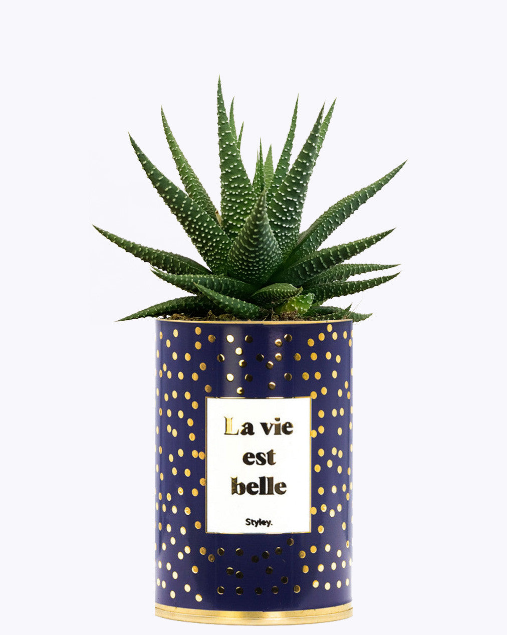 La vie est belle - Cactus - Finitions Gold