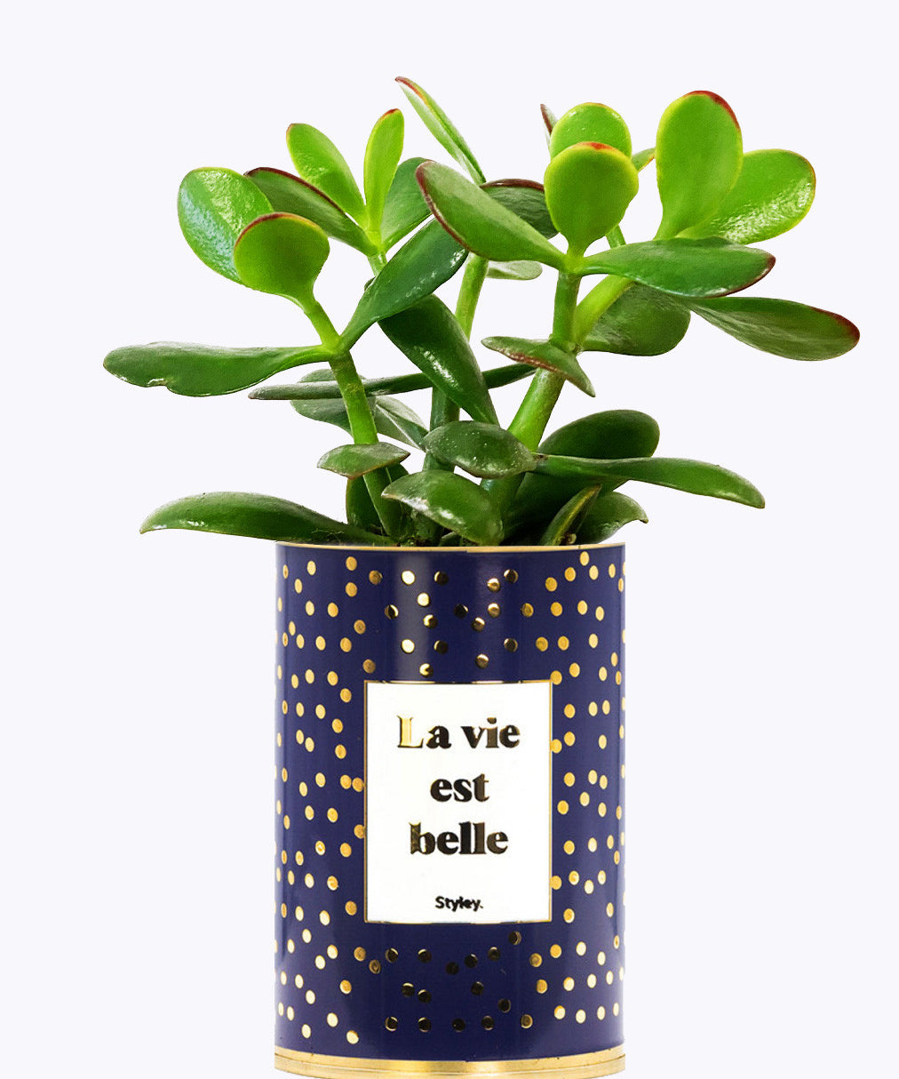 La vie est belle - Cactus - Finitions Gold