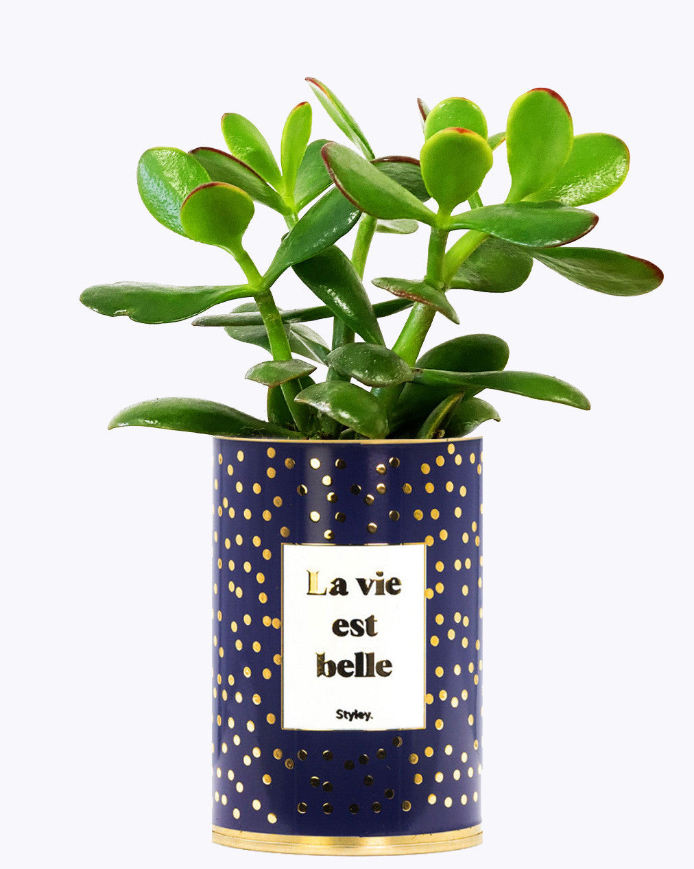 La vie est belle - Cactus - Finitions Gold