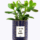 La vie est belle - Cactus - Finitions Gold