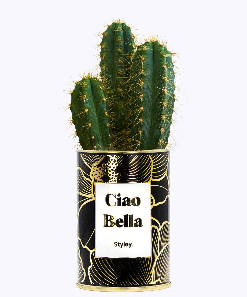 Ciao Bella - Cactus - Finitions Gold