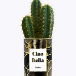 Ciao Bella - Cactus - Finitions Gold