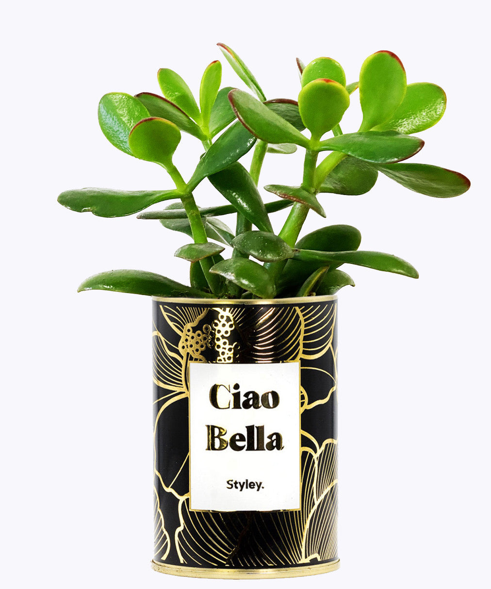 Ciao Bella - Cactus - Finitions Gold