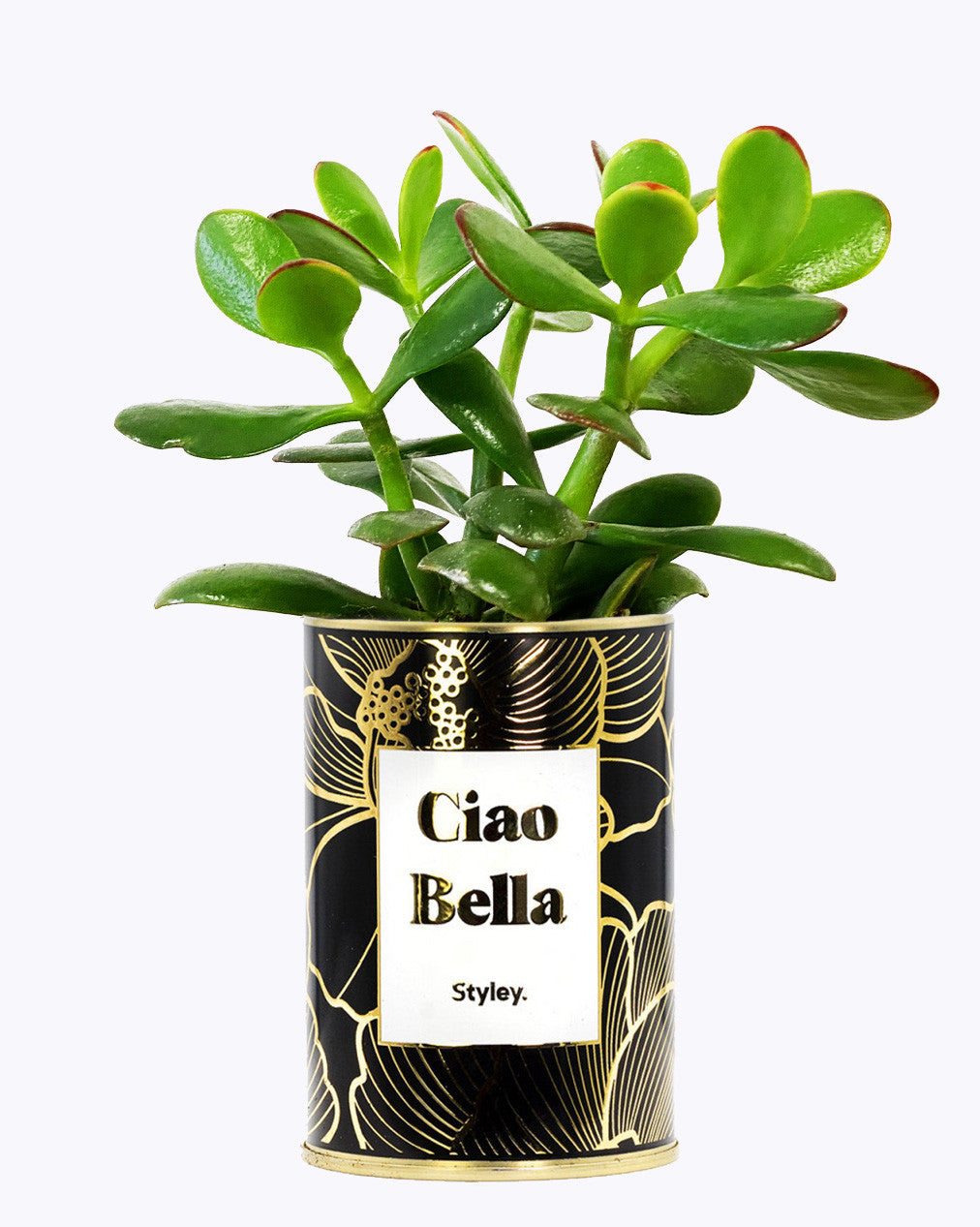 Ciao Bella - Cactus - Finitions Gold