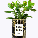 Ciao Bella - Cactus - Finitions Gold