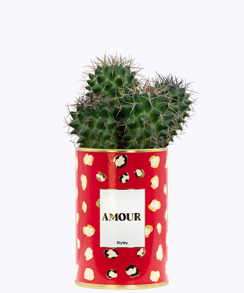 Amour - Cactus - Finitions gold
