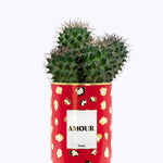 Amour - Cactus - Finitions gold