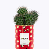 Amour - Cactus - Finitions gold