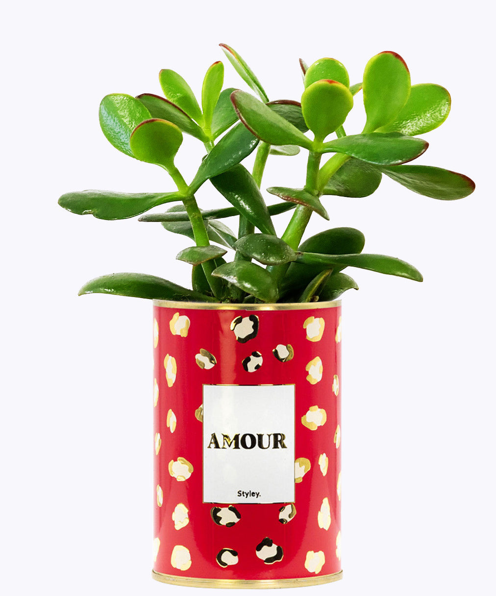 Amour - Cactus - Finitions gold