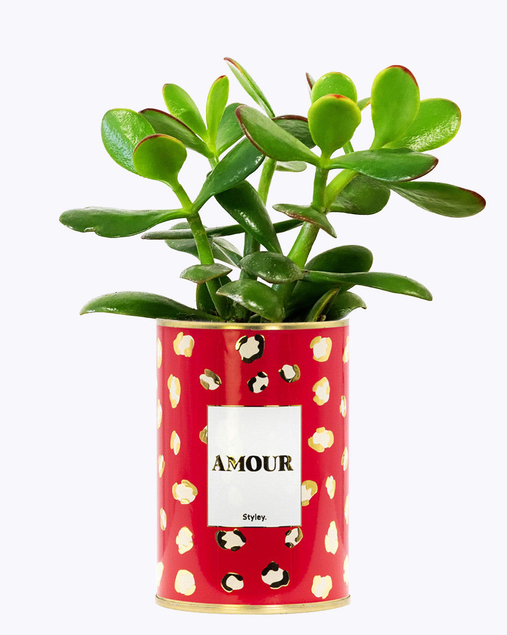 Amour - Cactus - Finitions gold