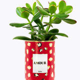 Amour - Cactus - Finitions gold