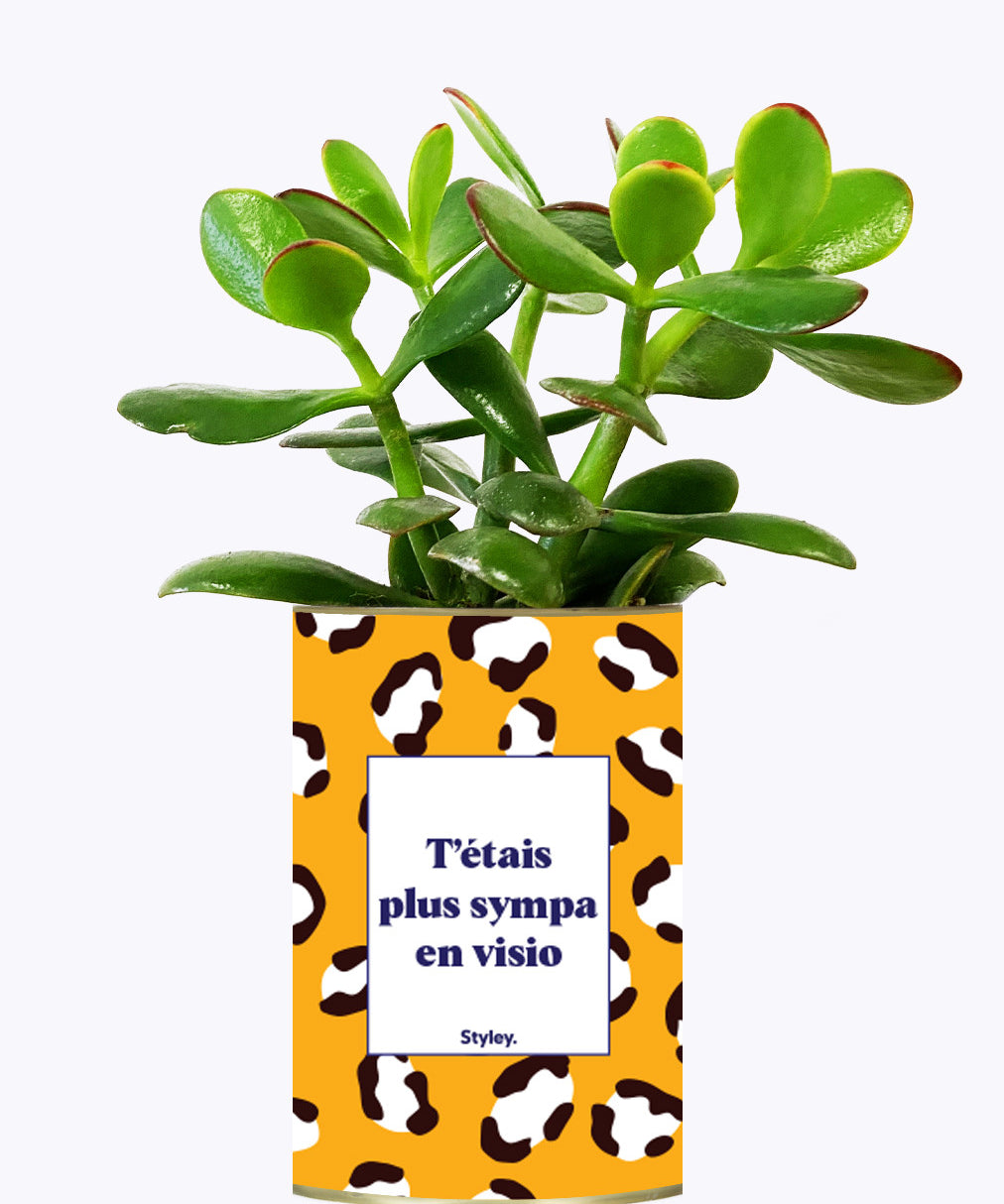 T'étais plus sympa en visio - Cactus