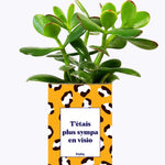 T'étais plus sympa en visio - Cactus