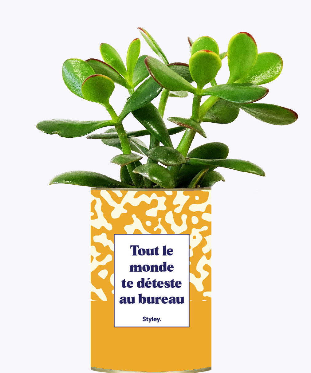 Tout le monde te déteste au bureau - Cactus