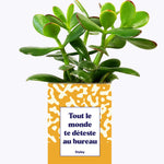 Tout le monde te déteste au bureau - Cactus